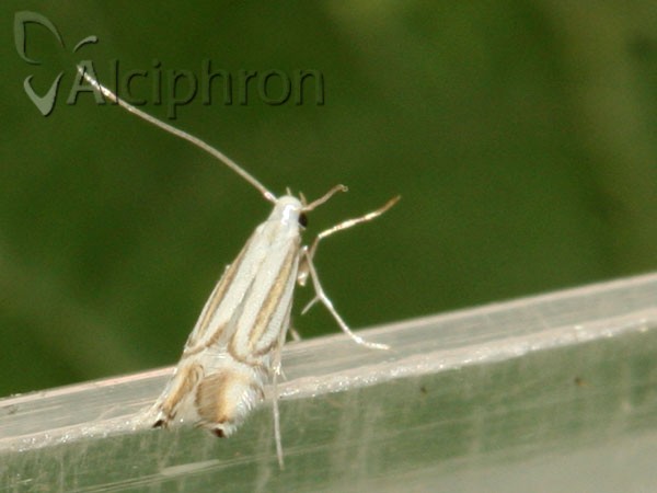 Phyllocnistis saligna