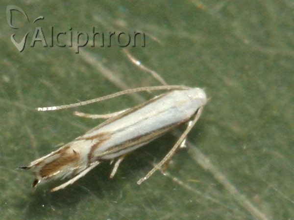 Phyllocnistis saligna