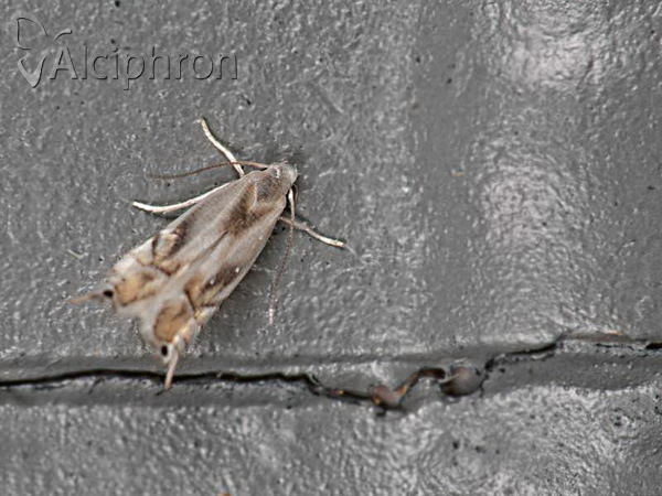 Phyllocnistis unipunctella