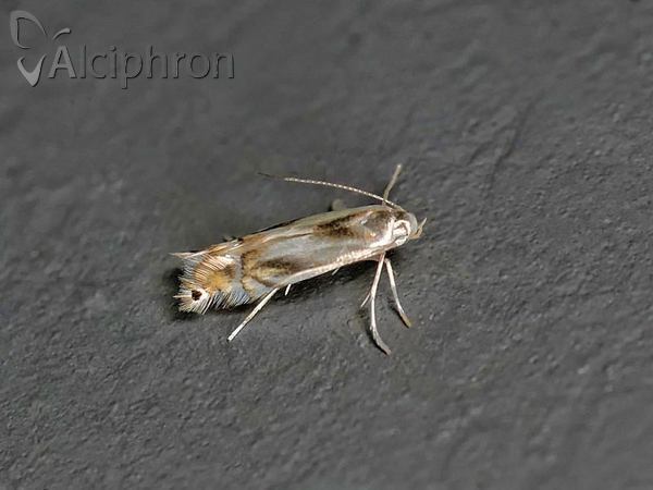 Phyllocnistis unipunctella