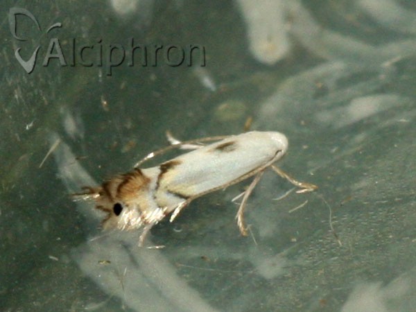 Phyllocnistis vitegenella
