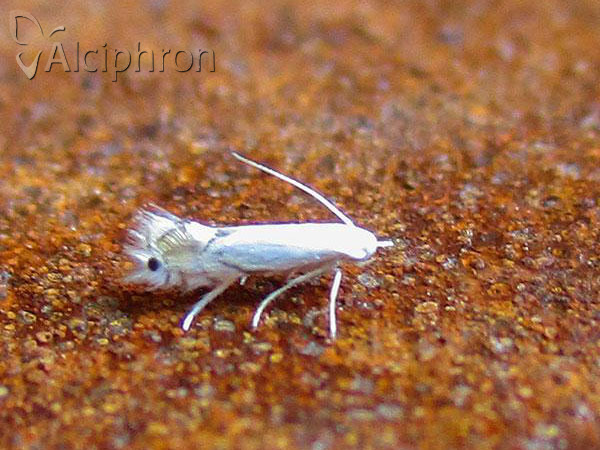 Phyllocnistis vitegenella