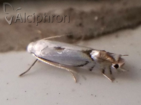Phyllocnistis vitegenella