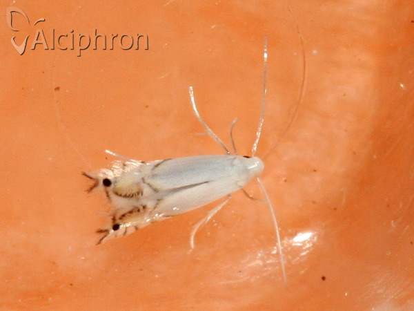 Phyllocnistis vitegenella