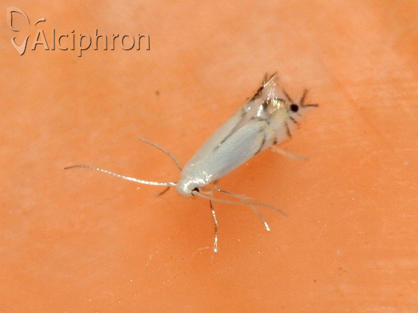 Phyllocnistis vitegenella
