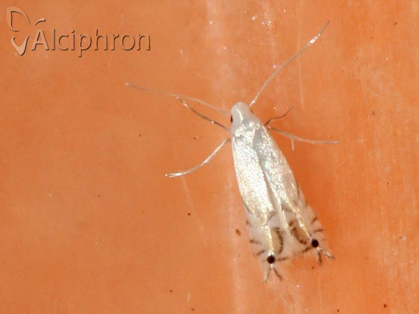 Phyllocnistis vitegenella