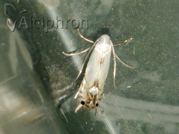 Phyllocnistis vitegenella