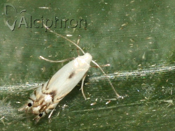 Phyllocnistis vitegenella