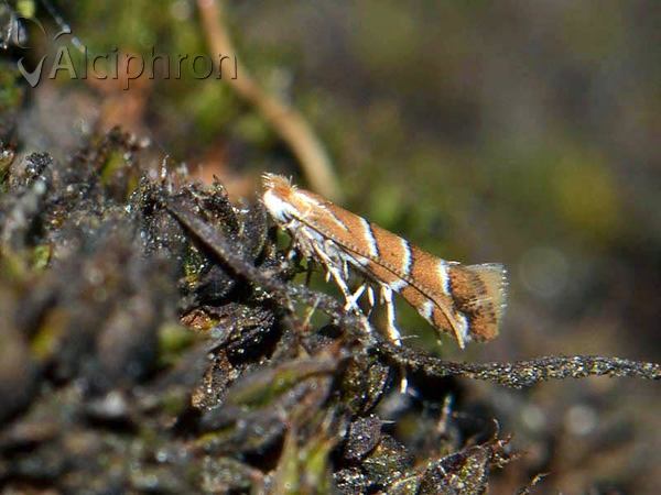 Cameraria ohridella