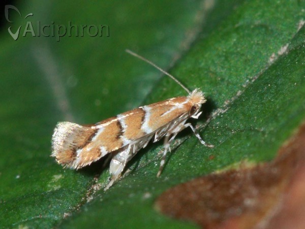 Cameraria ohridella