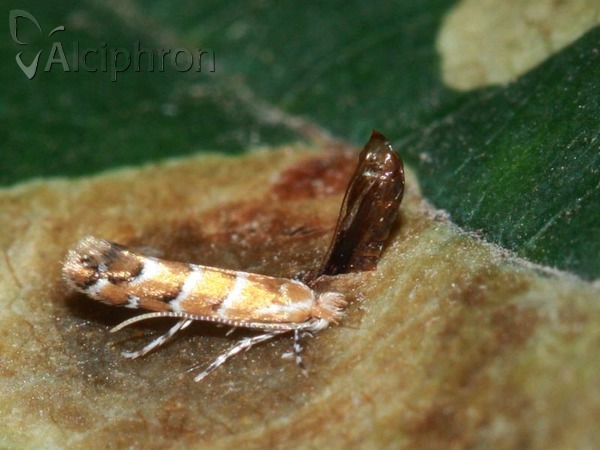 Cameraria ohridella