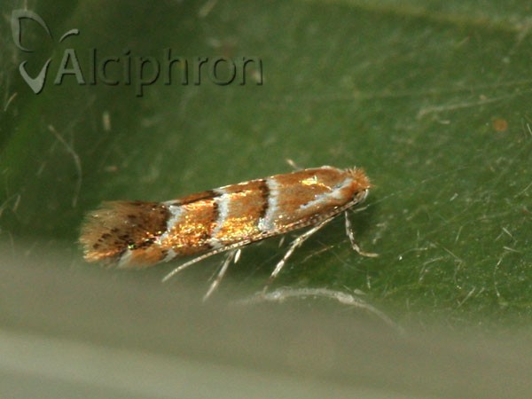 Cameraria ohridella