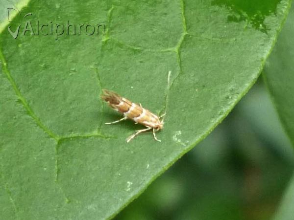 Cameraria ohridella