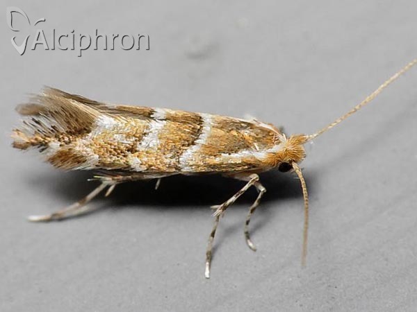Cameraria ohridella