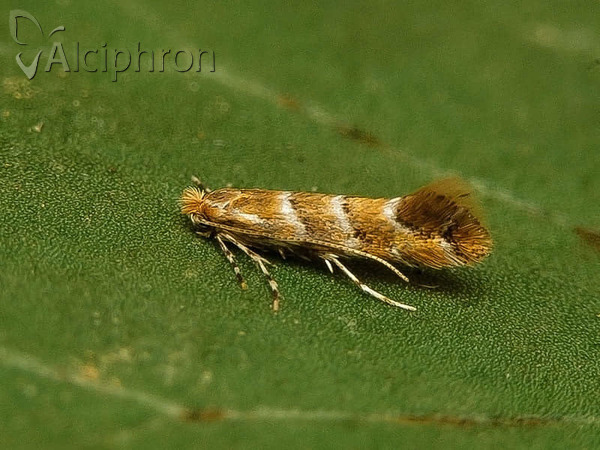 Cameraria ohridella