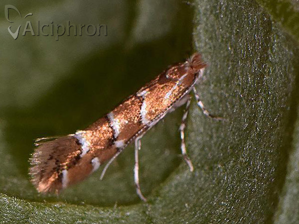 Cameraria ohridella
