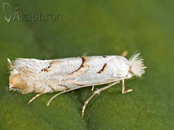 Phyllonorycter abrasella
