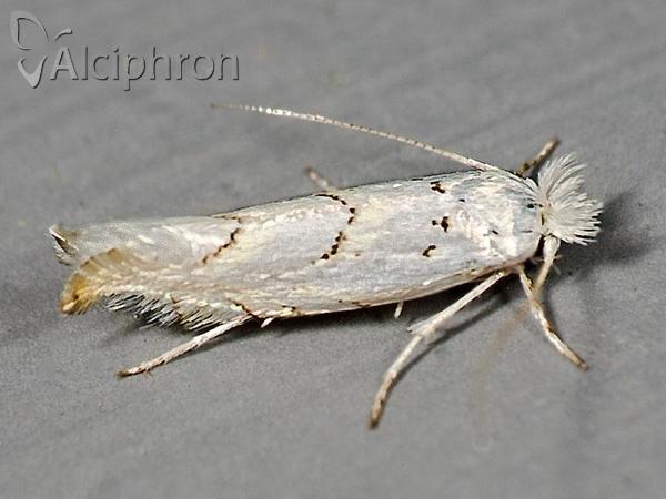 Phyllonorycter abrasella