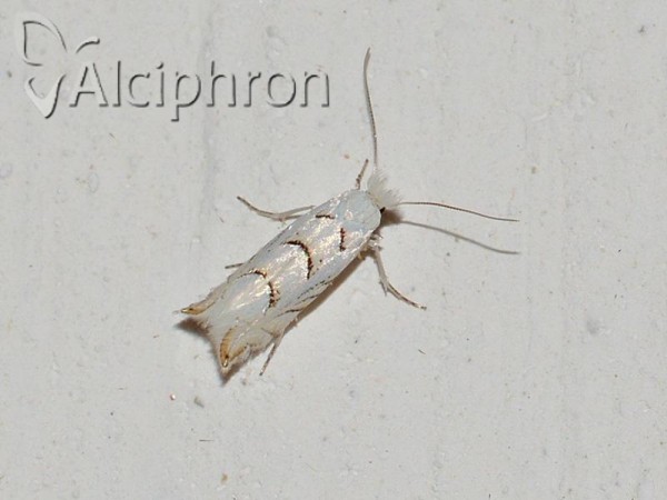 Phyllonorycter abrasella