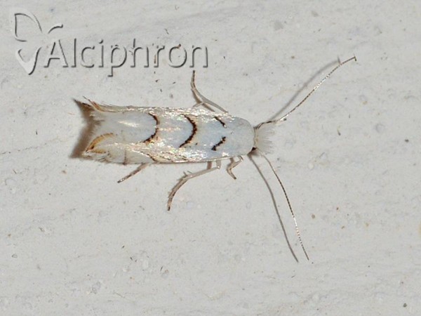 Phyllonorycter abrasella