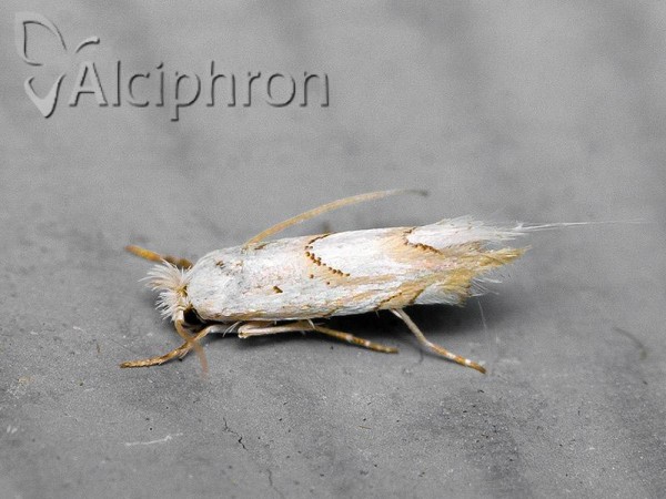 Phyllonorycter abrasella