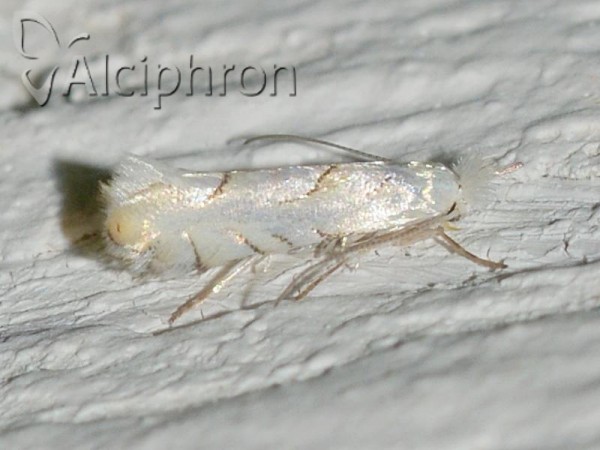 Phyllonorycter abrasella
