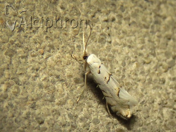 Phyllonorycter abrasella