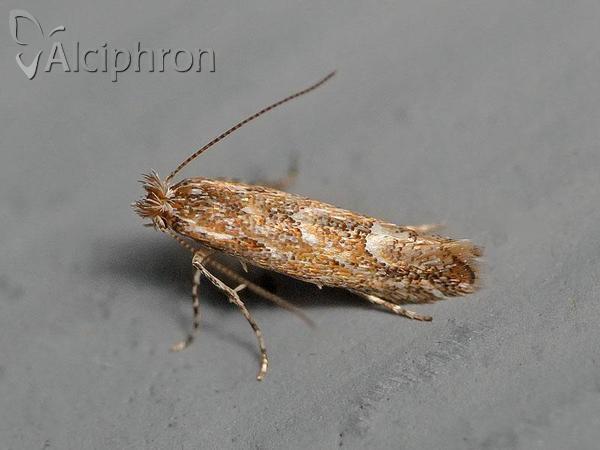 Phyllonorycter acaciella