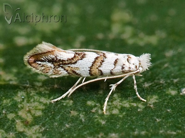 Phyllonorycter acerifoliella