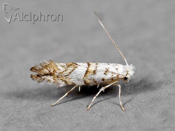 Phyllonorycter acerifoliella