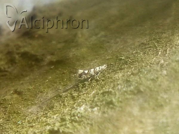 Phyllonorycter acerifoliella