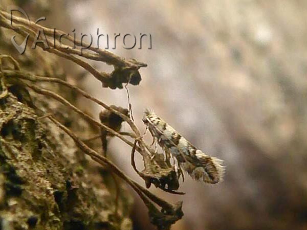 Phyllonorycter acerifoliella