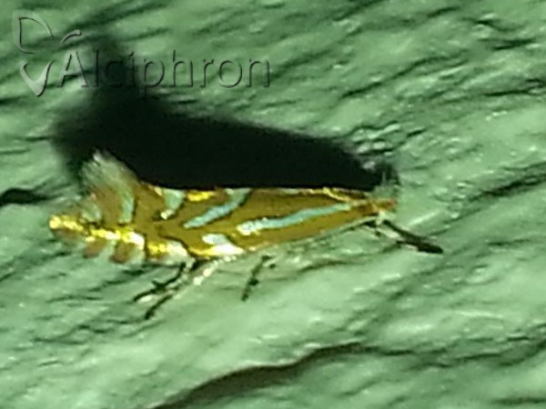 Phyllonorycter cerasinella