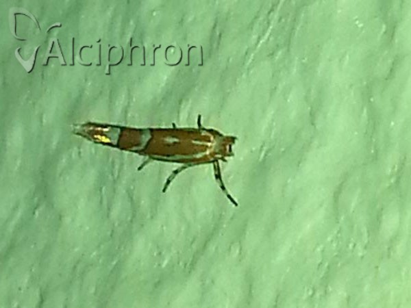 Phyllonorycter cerasinella