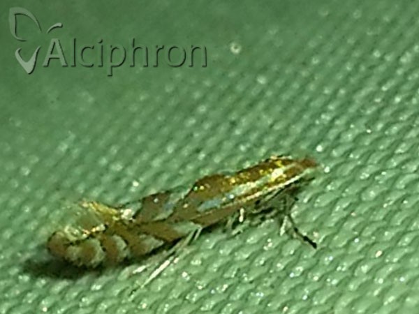 Phyllonorycter cerasinella