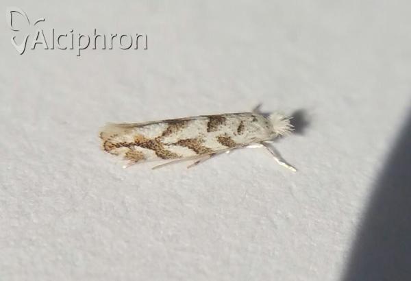 Phyllonorycter comparella