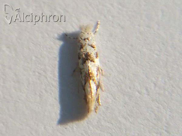 Phyllonorycter comparella