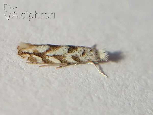 Phyllonorycter comparella