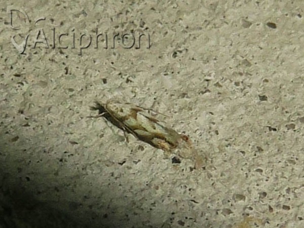 Phyllonorycter comparella