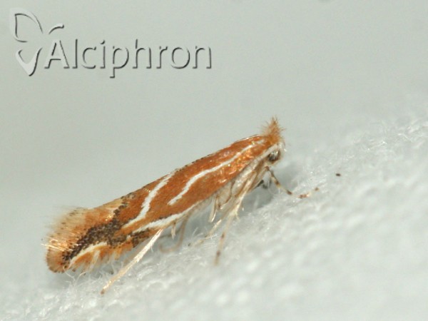 Phyllonorycter corylifoliella