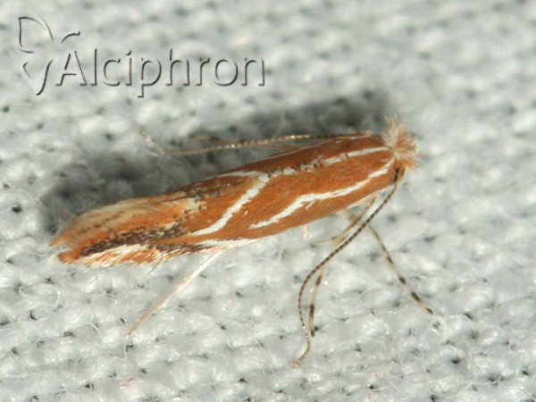 Phyllonorycter corylifoliella