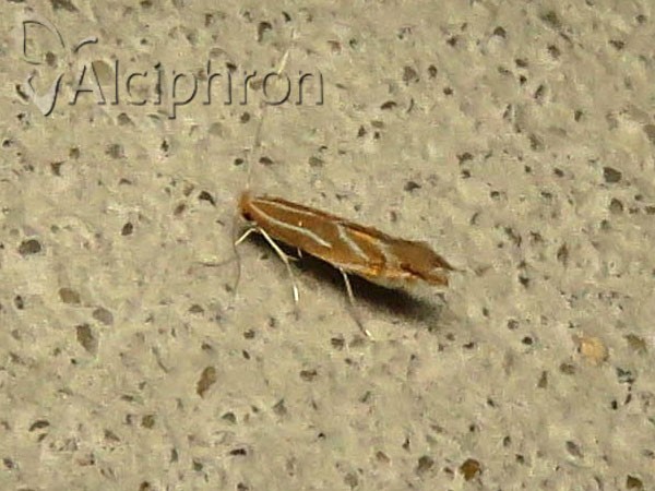 Phyllonorycter corylifoliella