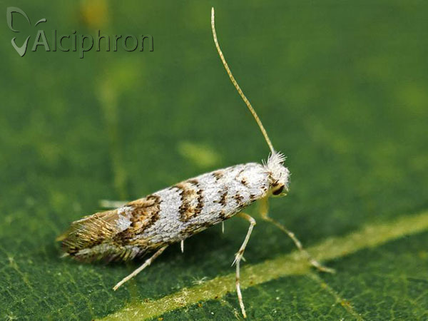 Phyllonorycter fiumella