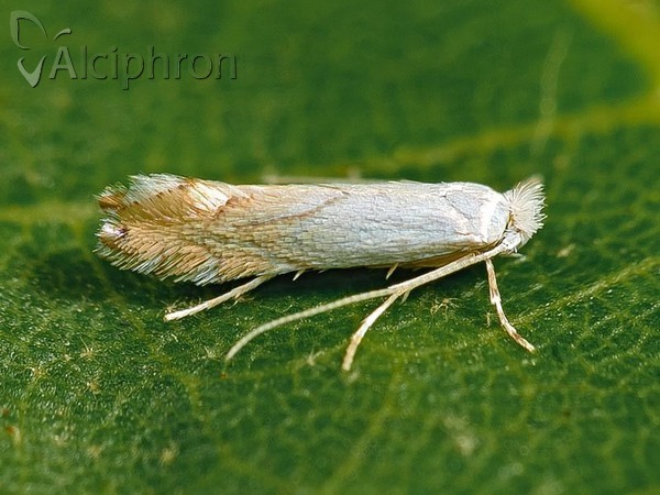 Phyllonorycter harrisella