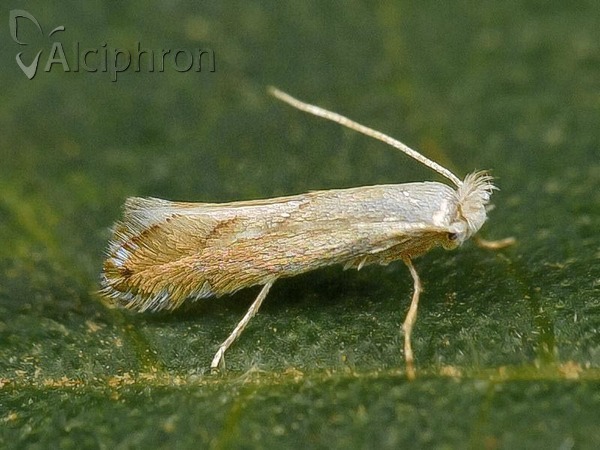 Phyllonorycter harrisella