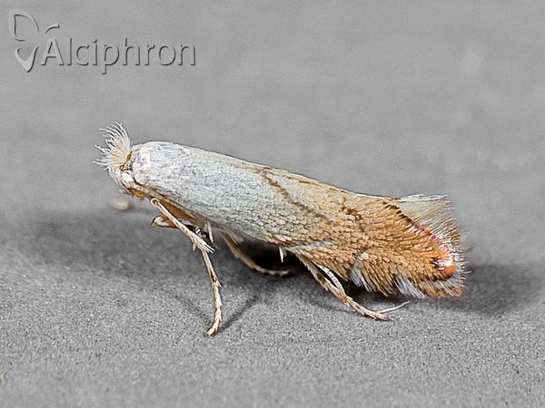 Phyllonorycter harrisella