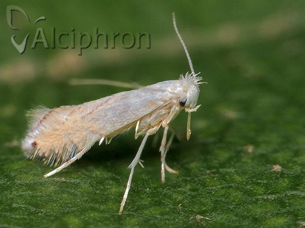 Phyllonorycter harrisella
