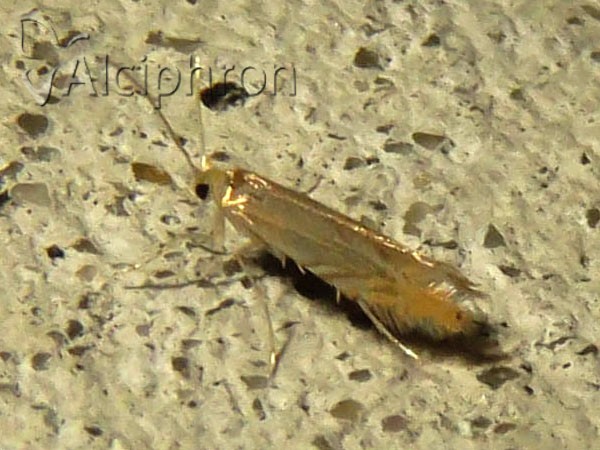Phyllonorycter harrisella