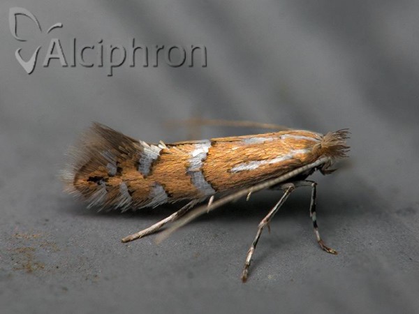 Phyllonorycter insignitella