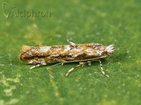 Phyllonorycter issikii